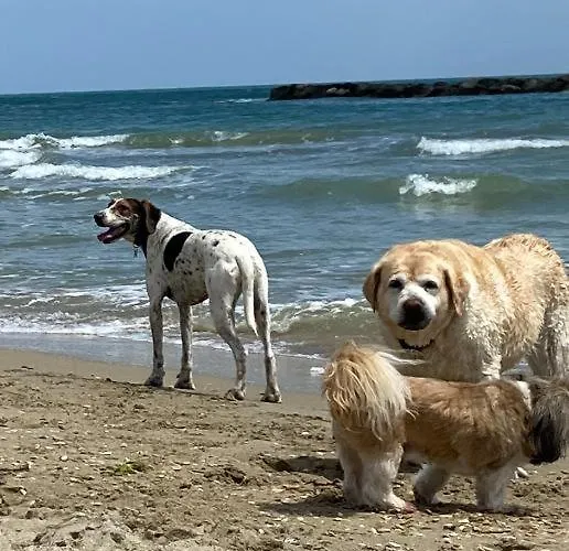 Studio_suite05 Apartment Alba Adriatica